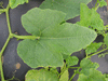 Cucurbita pepo Omaha; feuilles