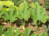 Cucurbita pepo Courge 32-31; feuilles