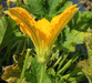 Cucurbita pepo Courge 32-31; fleurs-M