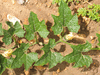 Cucurbita pepo Rolet; feuilles