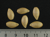 Cucurbita pepo Rolet; graines