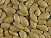 Cucurbita pepo Rolet; graines