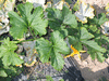 Cucurbita pepo Mogango sul mineiro; feuilles