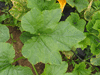 Cucurbita pepo Phat Jack; feuilles