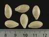 Cucurbita pepo Guïcoy-mini; graines
