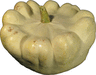Cucurbita pepo Custard white; fruits
