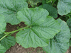 Cucurbita pepo Scheherazade; feuilles
