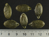 Cucurbita pepo Scheherazade; graines