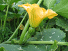 Cucurbita pepo Sacre indian rattle; fleurs-F