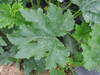 Cucurbita pepo Golden oblong; feuilles