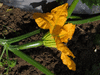 Cucurbita pepo Golden oblong; fleurs-F