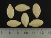 Cucurbita pepo Golden oblong; graines