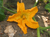 Cucurbita pepo Gold manteca; fleurs-F