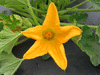 Cucurbita pepo Sucrière de Nouvelle Angleterre; fleurs-F