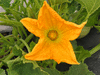 Cucurbita pepo Sucrière de Nouvelle Angleterre; fleurs-M