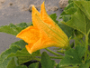 Cucurbita pepo Sucrière de Nouvelle Angleterre; fleurs-M