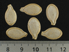Cucurbita pepo Sucrière de Nouvelle Angleterre; graines