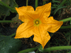 Cucurbita pepo Shawnee; fleurs-M
