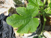 Cucurbita pepo Northern bush; feuilles