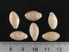 Cucurbita pepo Dyer's purse; graines
