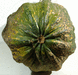 Cucurbita pepo English giant; ombilics