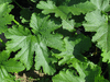 Cucurbita pepo English giant; feuilles