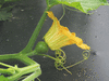 Cucurbita pepo Onyx; fleurs-F
