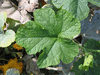 Cucurbita pepo Onyx; feuilles
