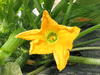 Cucurbita pepo F1 moonbean; fleurs-M