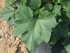 Cucurbita pepo F1 moonbean; feuilles