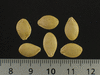 Cucurbita pepo F1 moonbean; graines