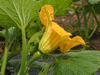 Cucurbita pepo Koshare spoon; fleurs-F