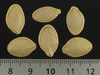 Cucurbita pepo Papaya Pear; graines