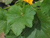 Cucurbita pepo Pâtisson gagat; feuilles