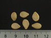Cucurbita pepo Goblin eggs; graines