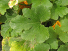 Cucurbita pepo Maltesisch Garabali; feuilles