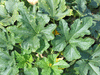 Cucurbita pepo F1 mardi gras; feuilles