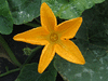 Cucurbita pepo Americana Tonda; fleurs-M