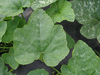 Cucurbita pepo Americana Tonda; feuilles