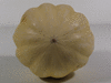 Cucurbita pepo F1 Ivory; ombilics