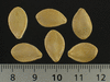Cucurbita pepo F1 Ivory; graines