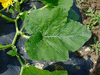 Cucurbita pepo Evergreen; feuilles