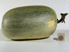 Cucurbita pepo Evergreen; fruits