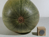 Cucurbita pepo Evergreen; ombilics