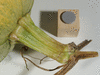 Cucurbita pepo Evergreen; pedoncules