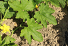 Cucurbita pepo Stars and Stripes; feuilles