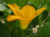 Cucurbita pepo Tsinhnahjinnie; fleurs-M
