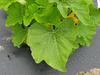 Cucurbita pepo Tsinhnahjinnie; feuilles