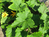 Cucurbita pepo Tarahumara chatos; feuilles