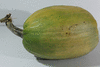 Cucurbita pepo Tarahumara chatos; fruits